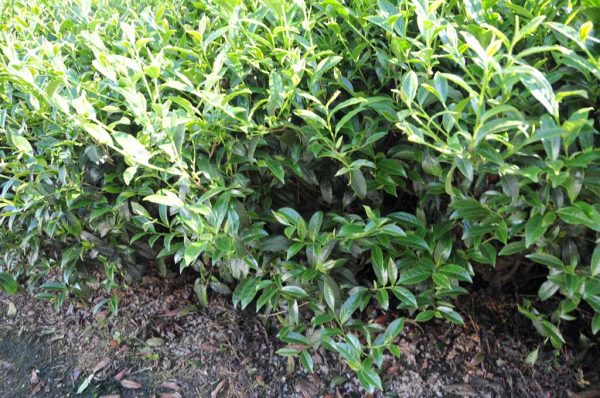 梅峰茶（5月19號採）：圖片 2