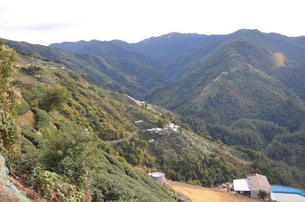 農場邊梨山茶（5月20號採）：圖片 3