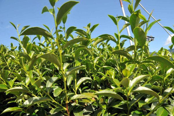 碧綠溪茶區秋茶（8月2號採）-150克：圖片 5