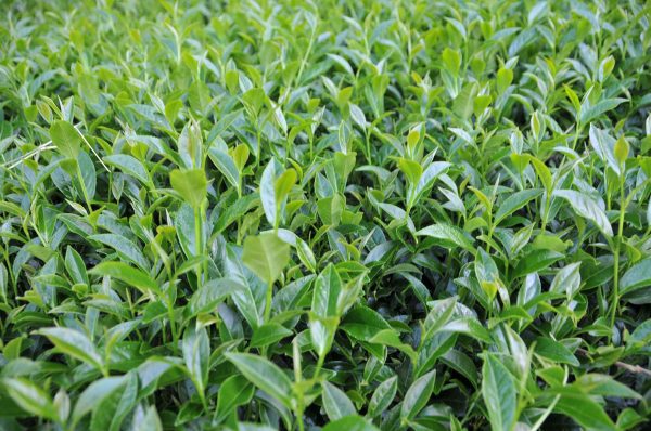 碧綠溪茶區秋茶（8月2號採）-150克：圖片 3