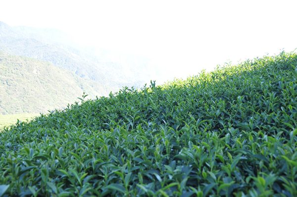 翠巒冬茶Ｂ（10月15號採）-150克：圖片 5