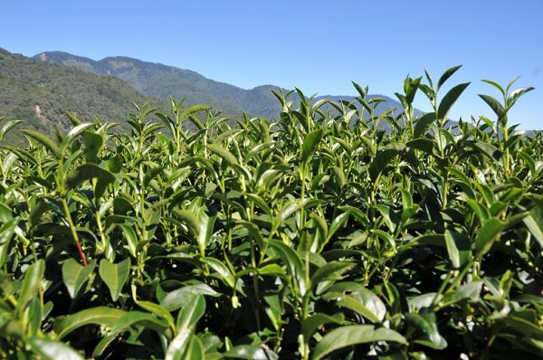 翠巒冬茶Ｂ（10月15號採）-150克：圖片 4