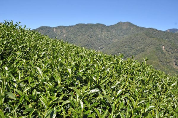 翠巒冬茶Ｂ（10月15號採）-150克：圖片 3