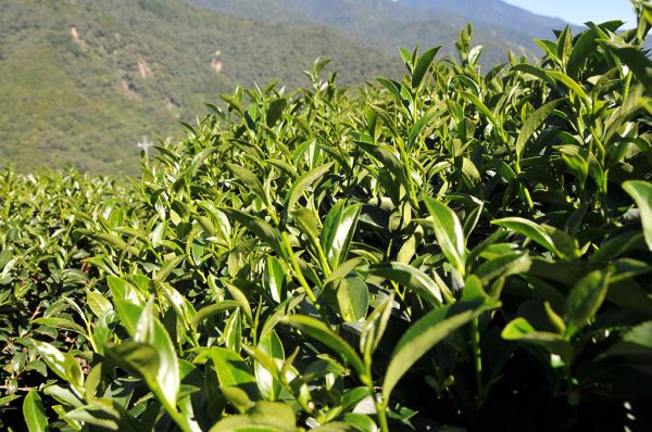 翠巒冬茶Ｂ（10月15號採）-150克：圖片 2