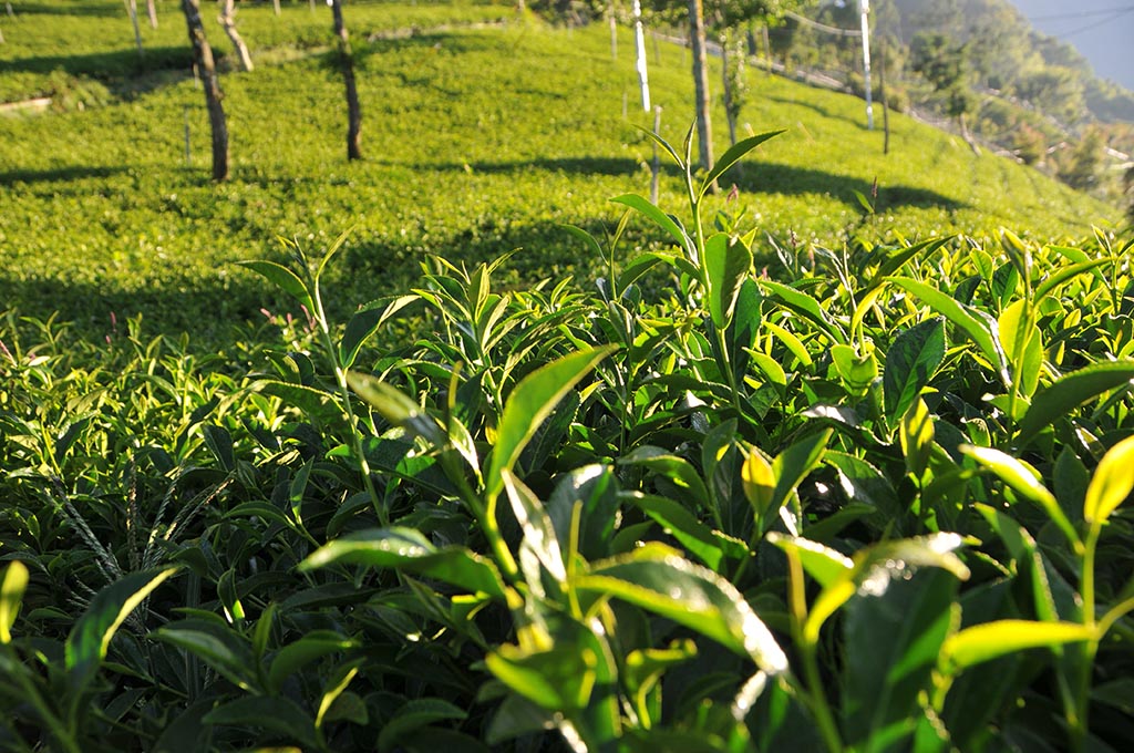 翠峰秋茶（8月13號採）已經售完