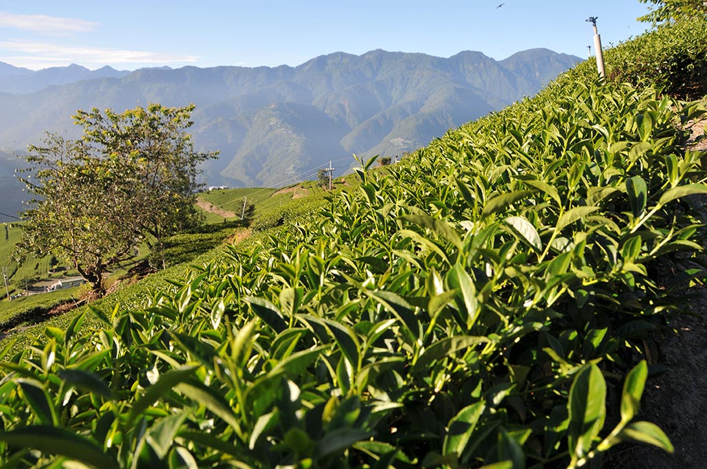 翠峰秋茶（8月13號採）已經售完