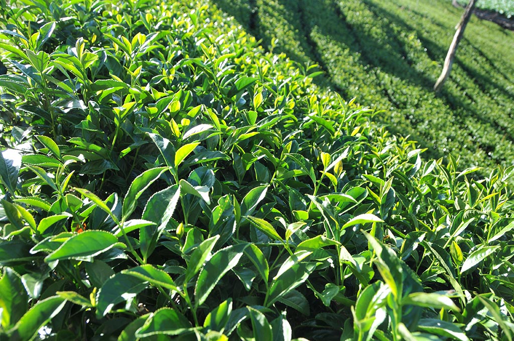 翠峰秋茶（8月13號採）已經售完