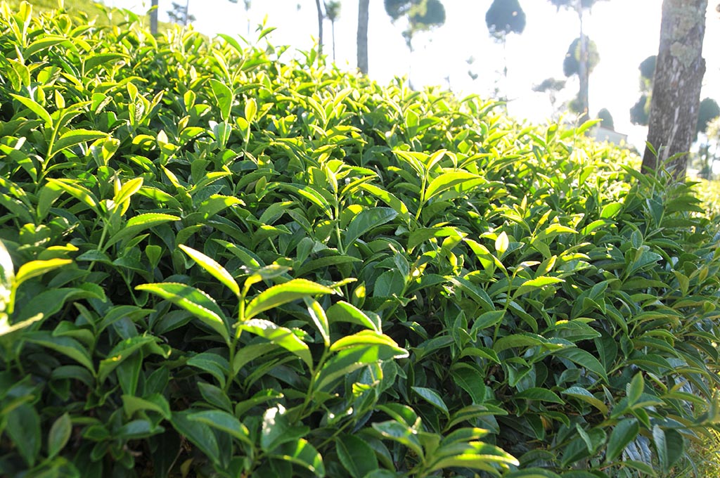 翠峰秋茶（8月13號採）已經售完