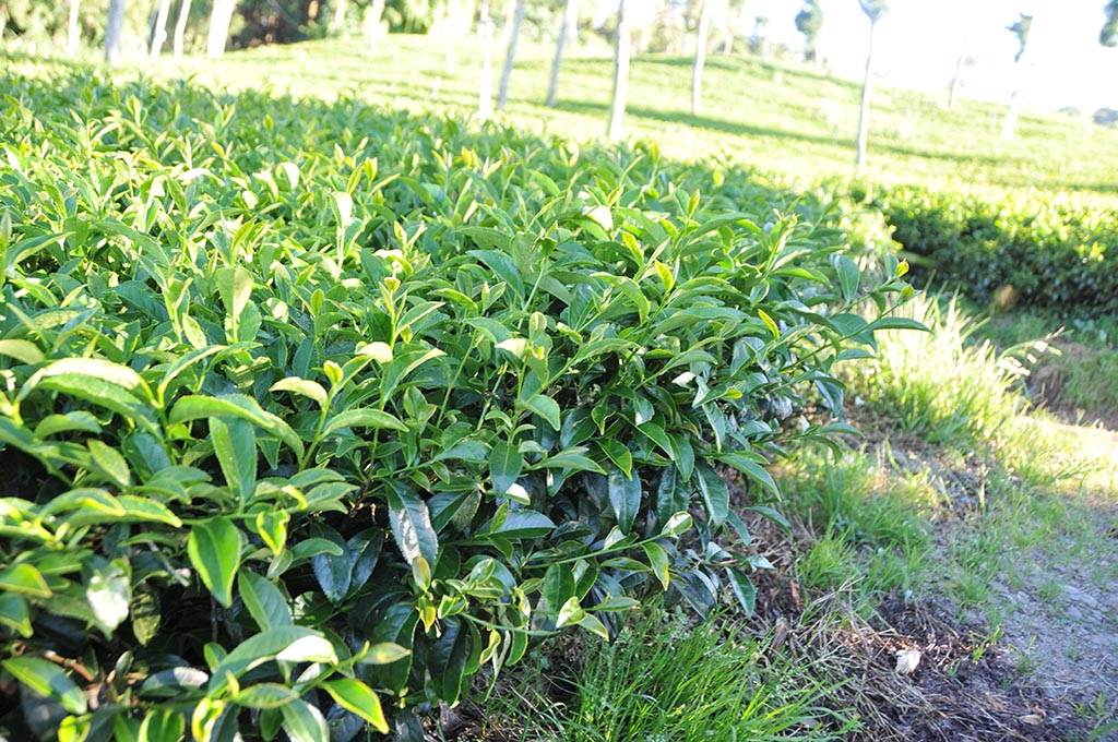 翠峰秋茶（8月13號採）已經售完