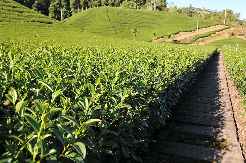 二水茶介紹