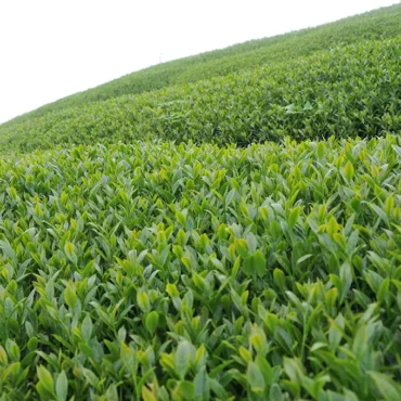 翠峰高冷茶