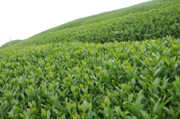 翠峰高冷茶