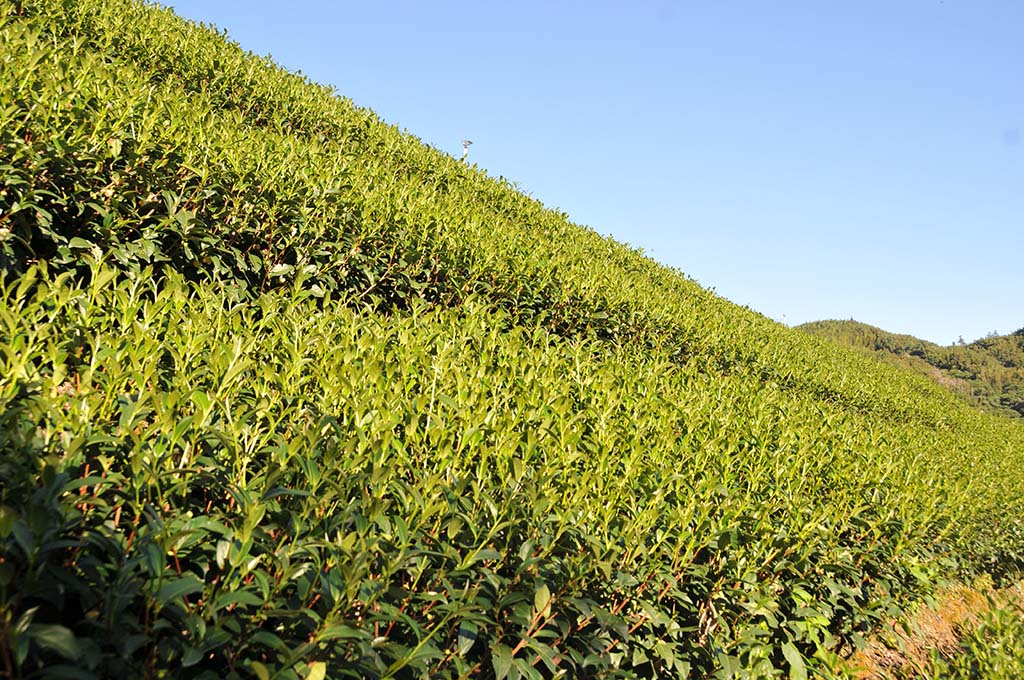 二水茶介紹