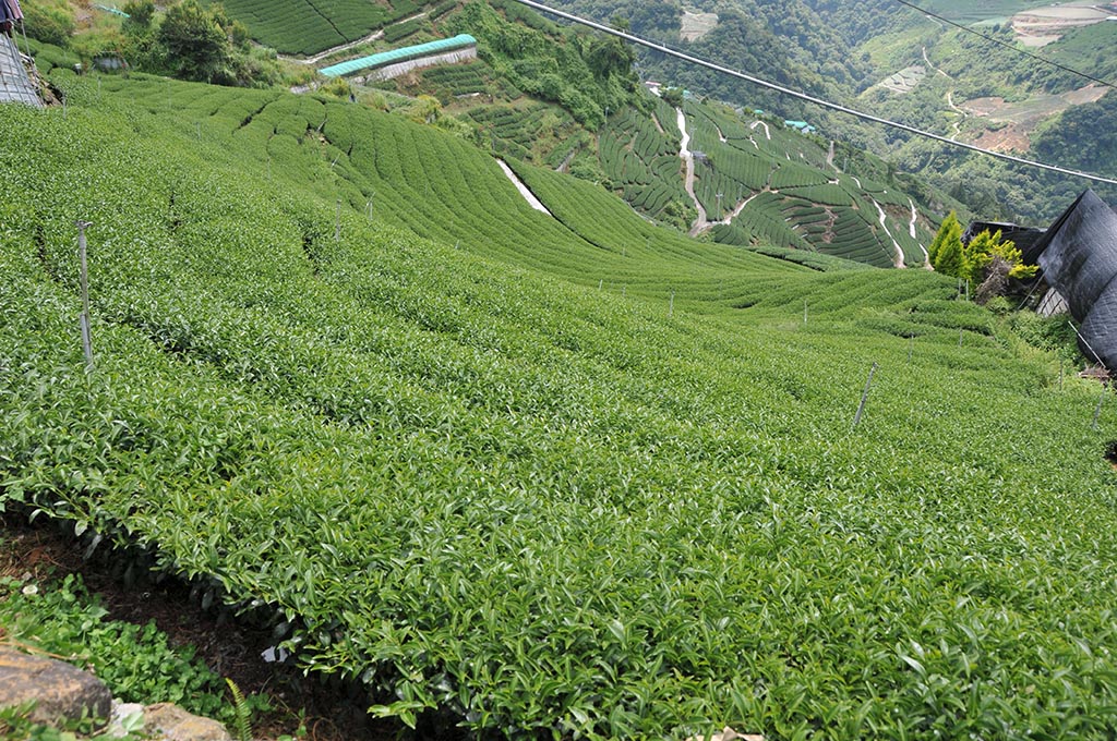 2022年奇萊山茶區秋茶