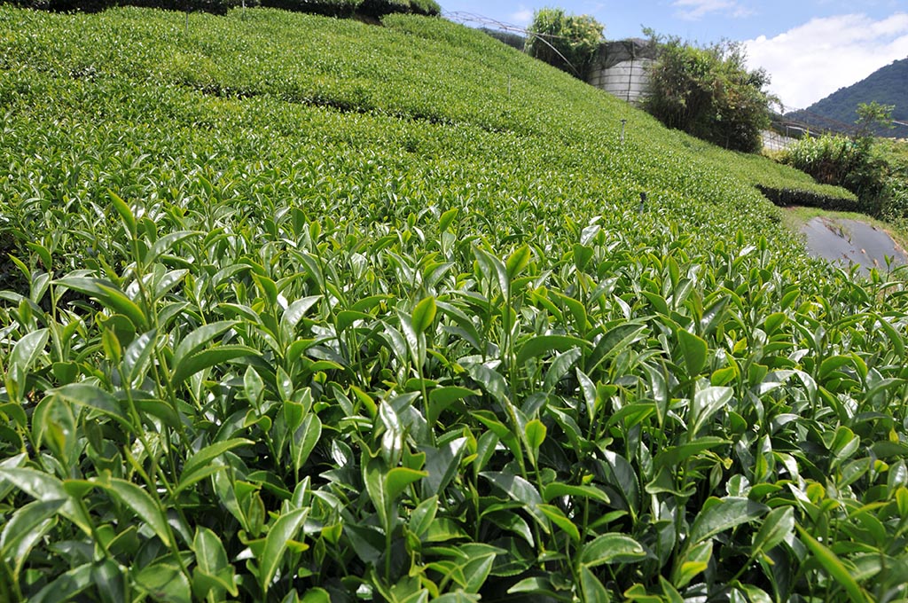 2022年奇萊山茶區秋茶