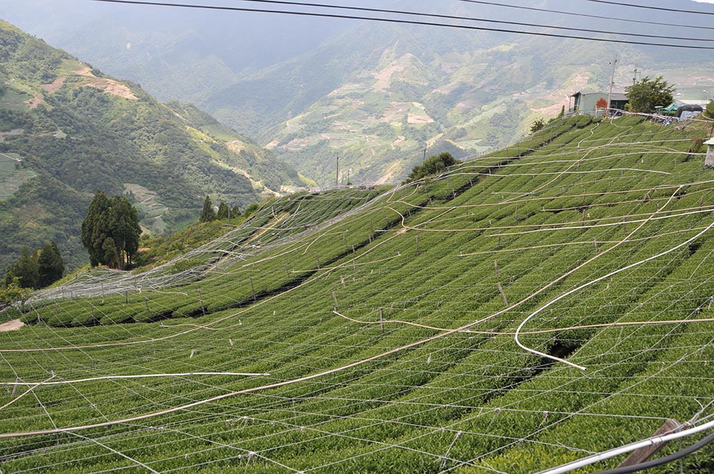 2022年奇萊山茶區秋茶