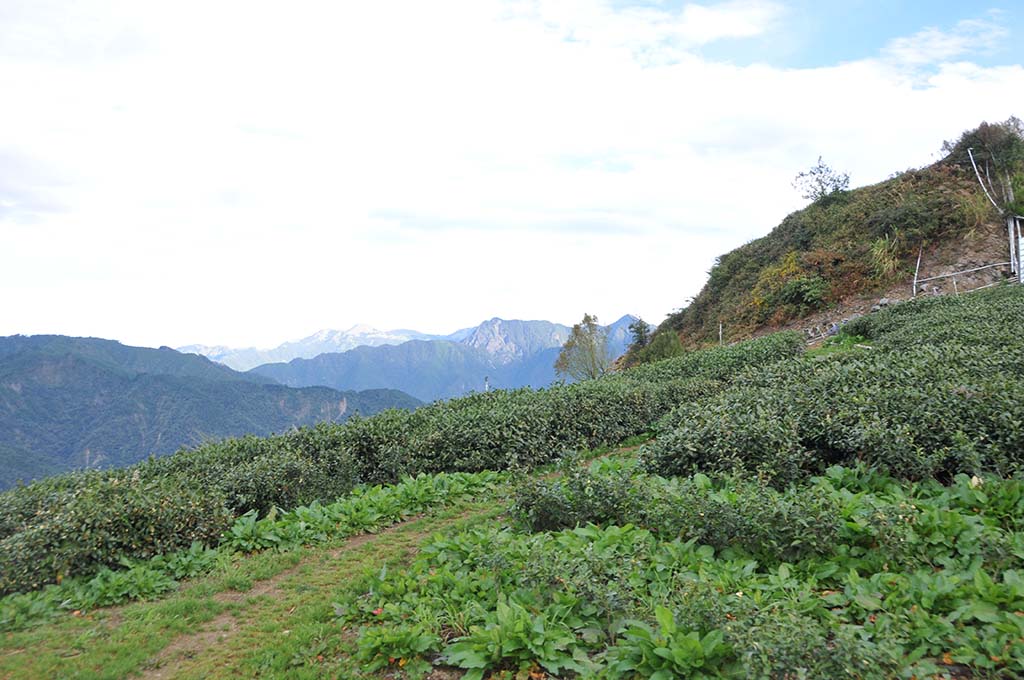 華崗頂茶區閒聊