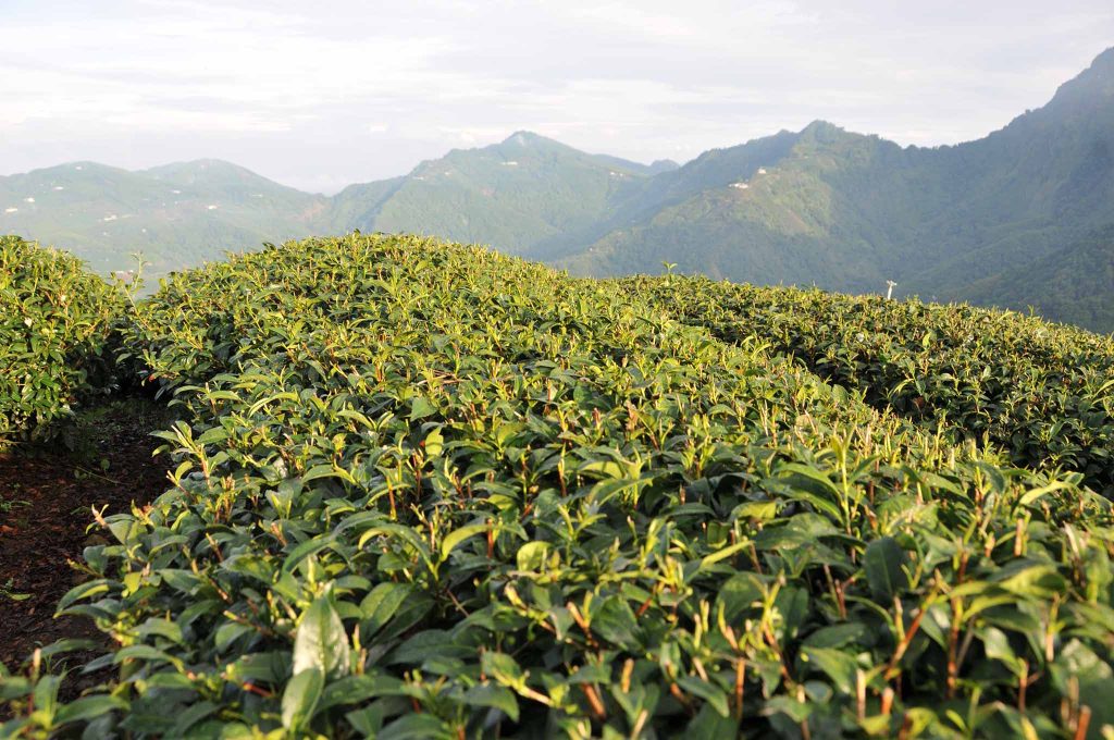 2022年龍鳳峽茶區不動嶼茶區秋茶