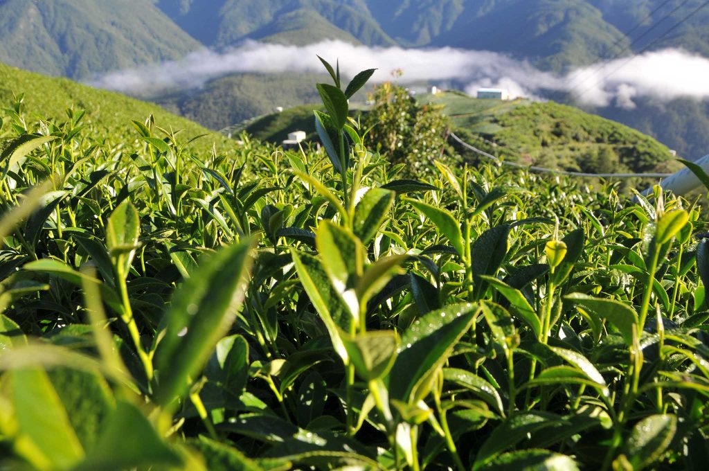 2022年梨山茶區新佳陽茶區秋茶