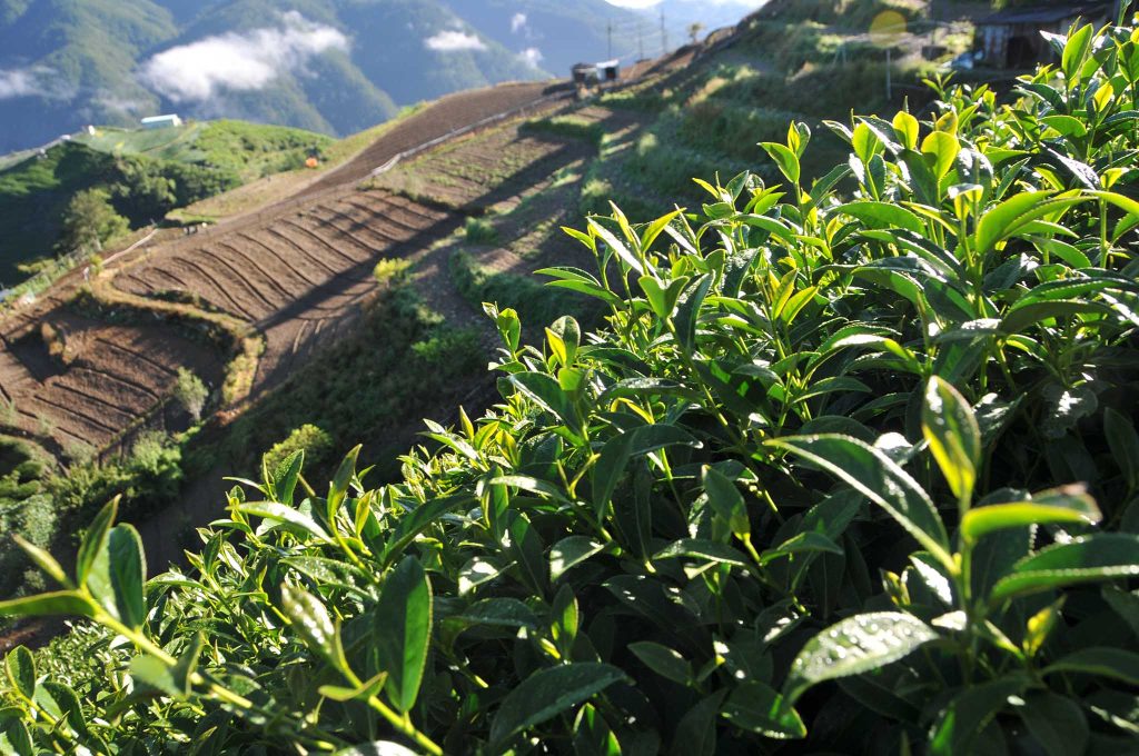 2022年梨山茶區新佳陽茶區秋茶