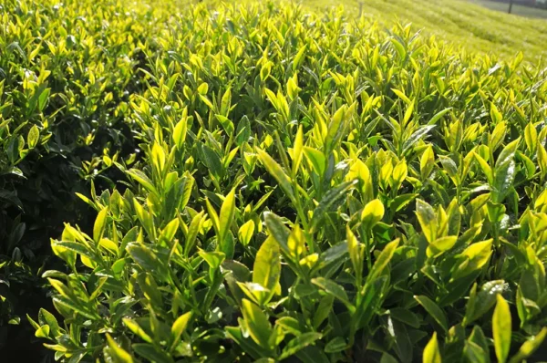 新佳陽高山茶