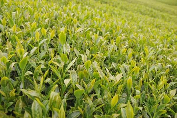 新佳陽高山茶