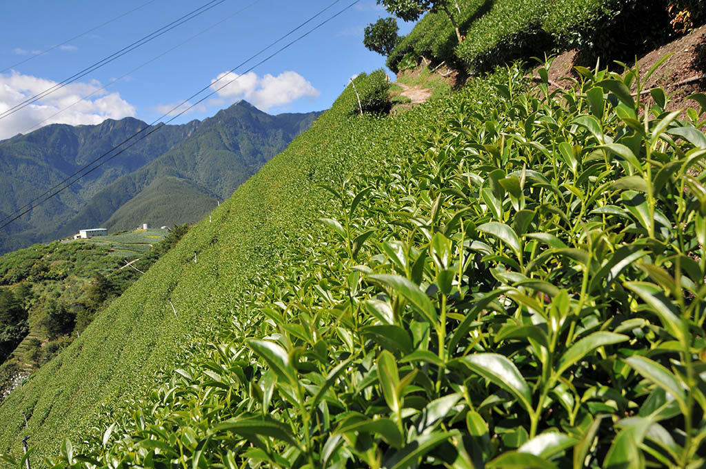 梨山冬茶採收天氣