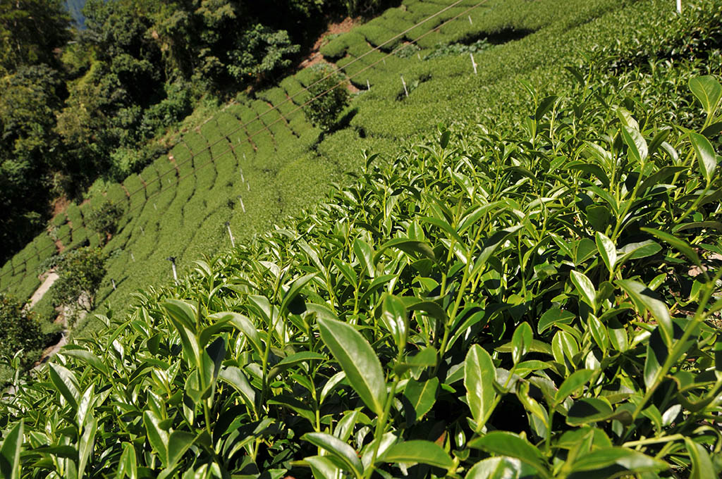 梨山冬茶採收天氣