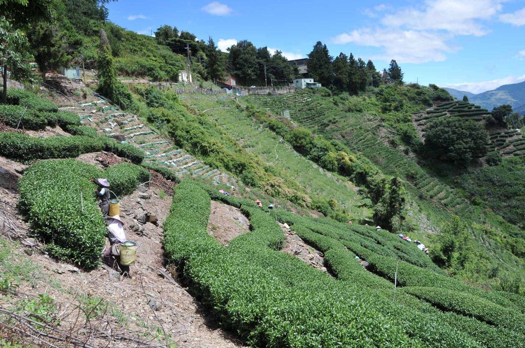 2022年梨山茶區新佳陽茶區秋茶