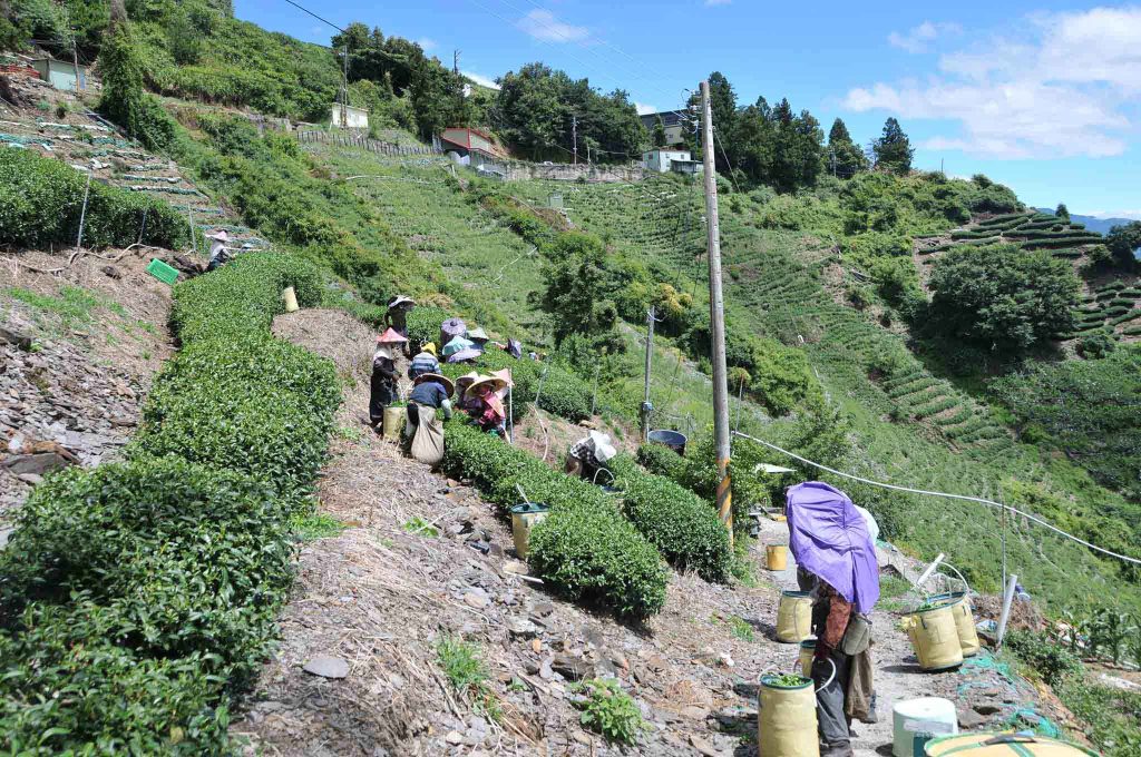 2022年梨山茶區新佳陽茶區秋茶