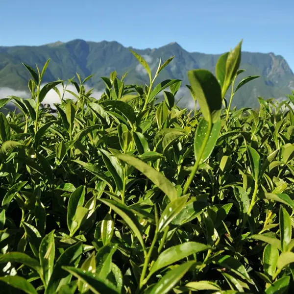 新佳陽梨山高冷茶