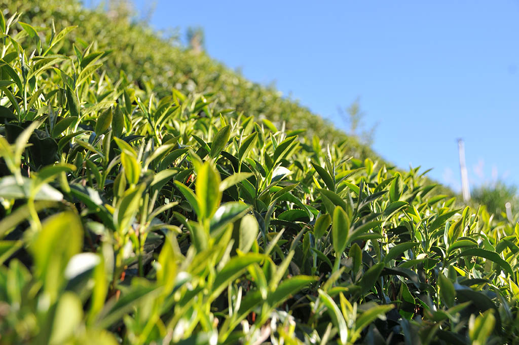 梨山冬茶採收天氣