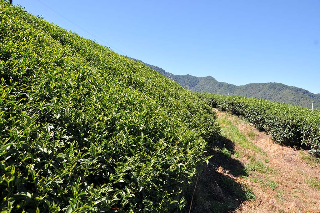 梨山冬茶採收天氣