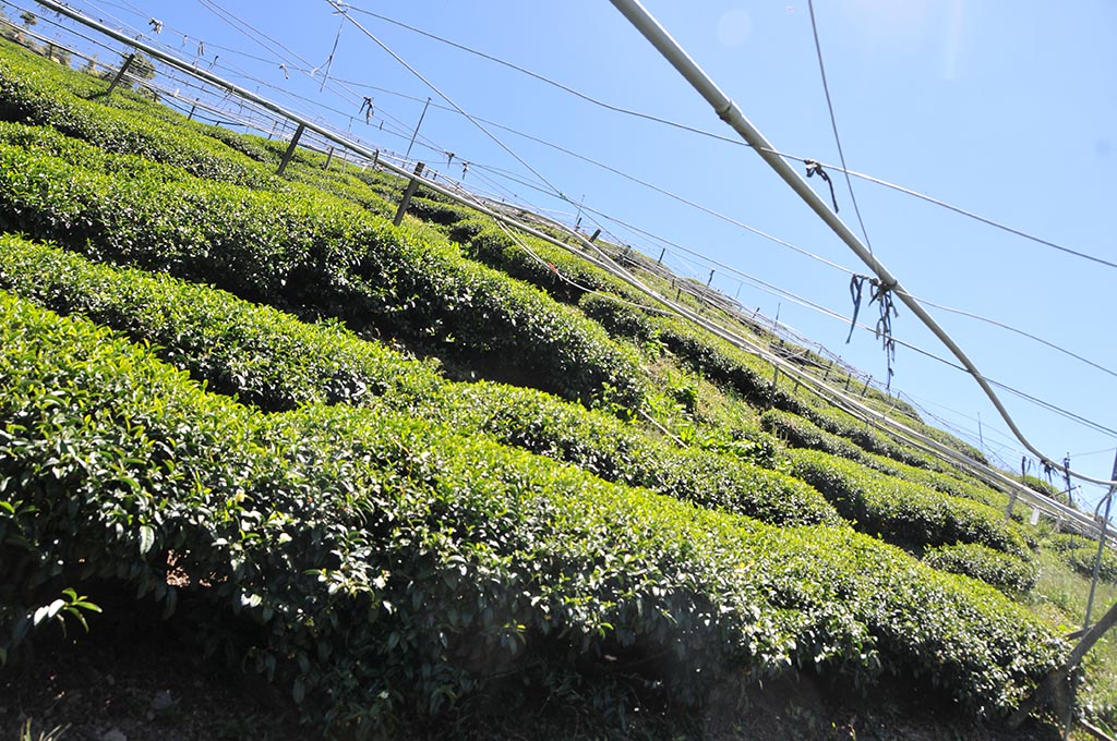 梨山冬茶採收天氣