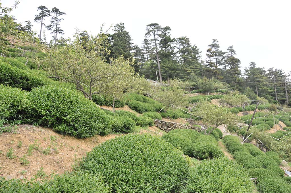 大禹嶺茶假茶八卦