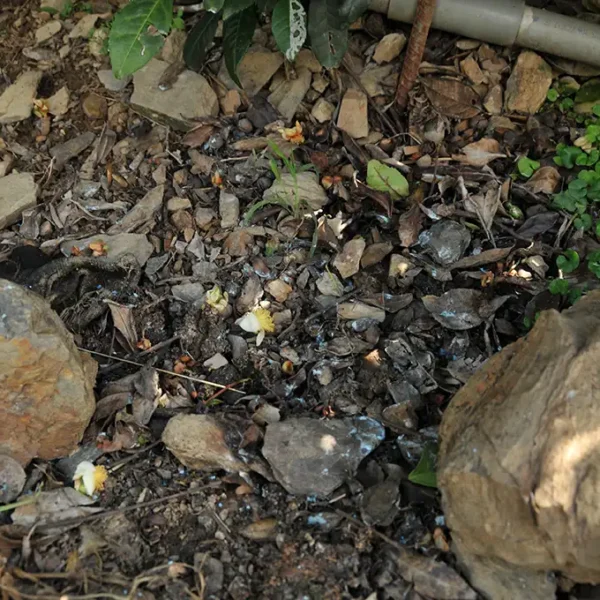 新佳陽梨山高冷茶