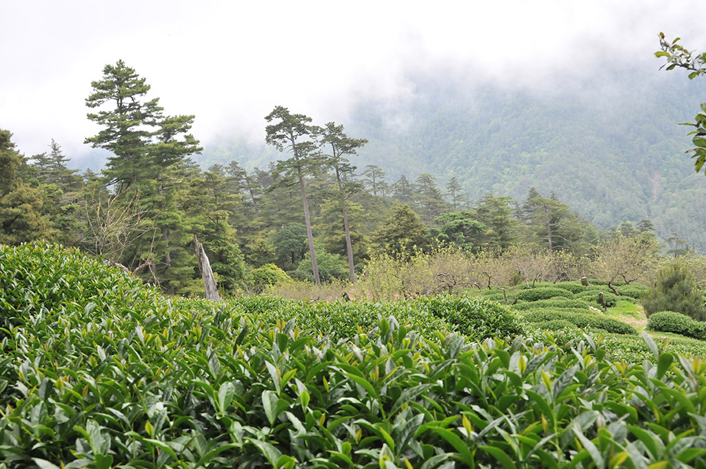 大禹嶺茶區現況2