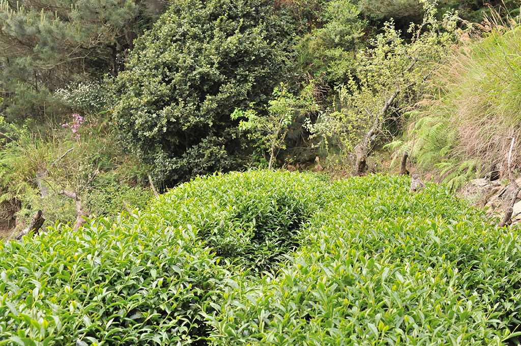 大禹嶺茶區現況2