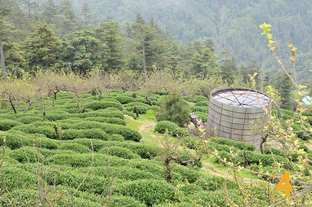 大禹嶺104K李阿春茶園現況