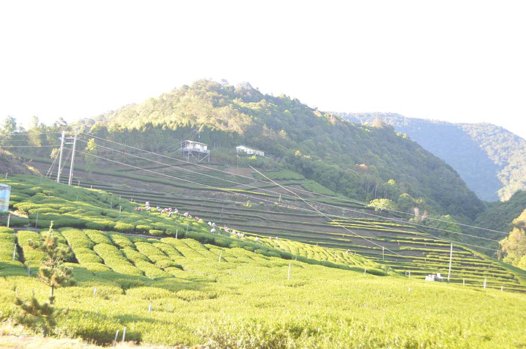 高山茶海拔愈高一定愈好喝嗎？