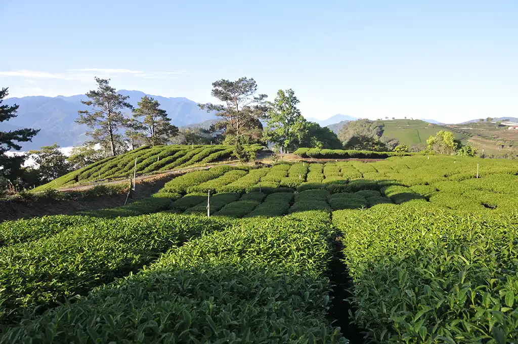 東眼山茶區