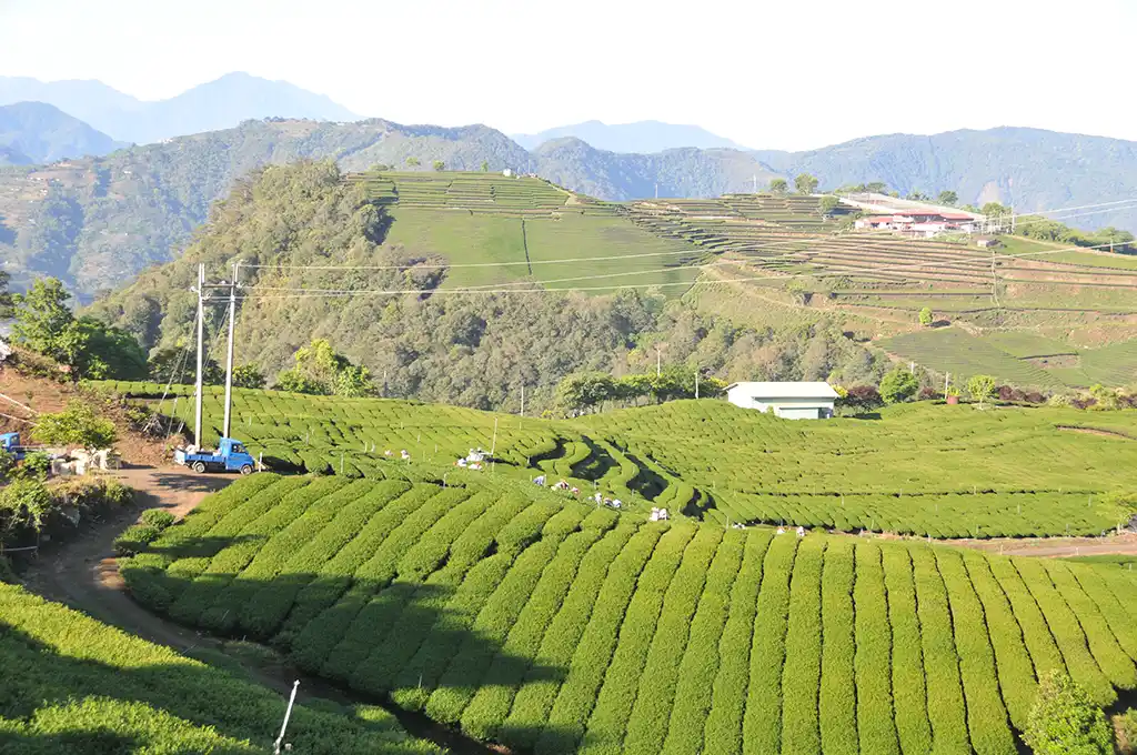 東眼山茶區