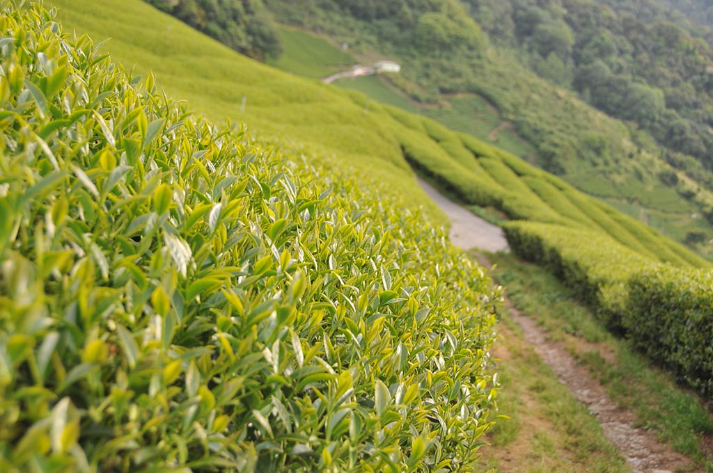 明星茶區不代表都會出好茶