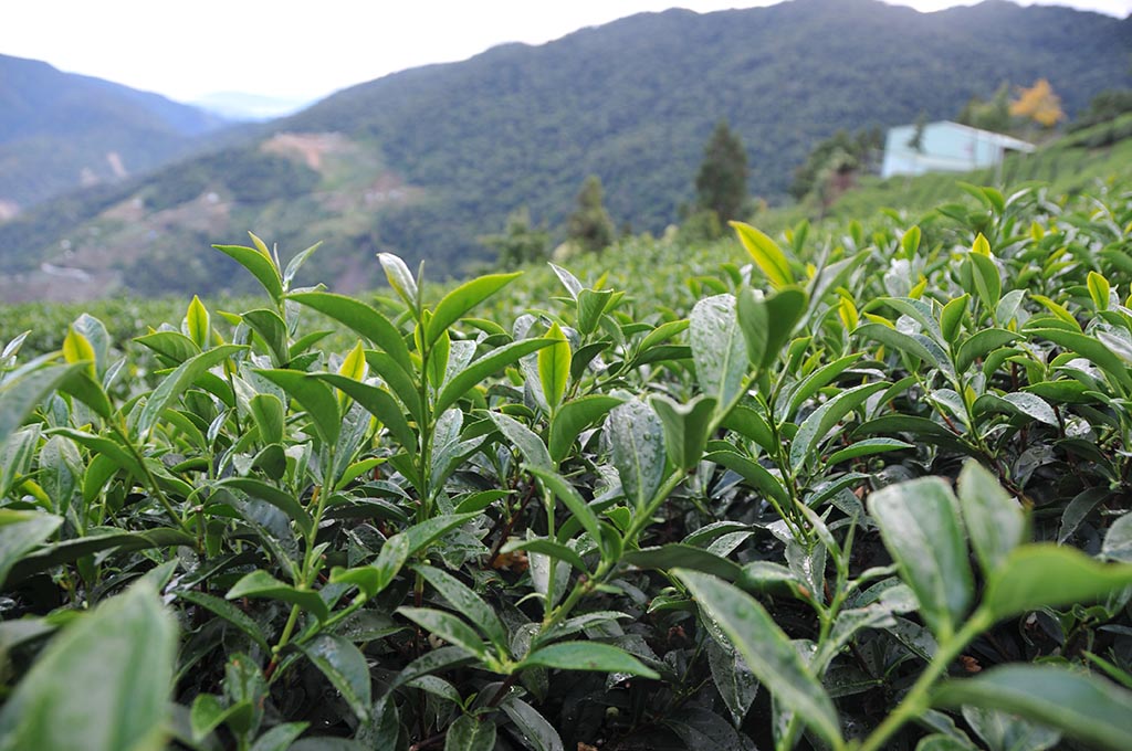 10月16日下雨天冬茶停止採收