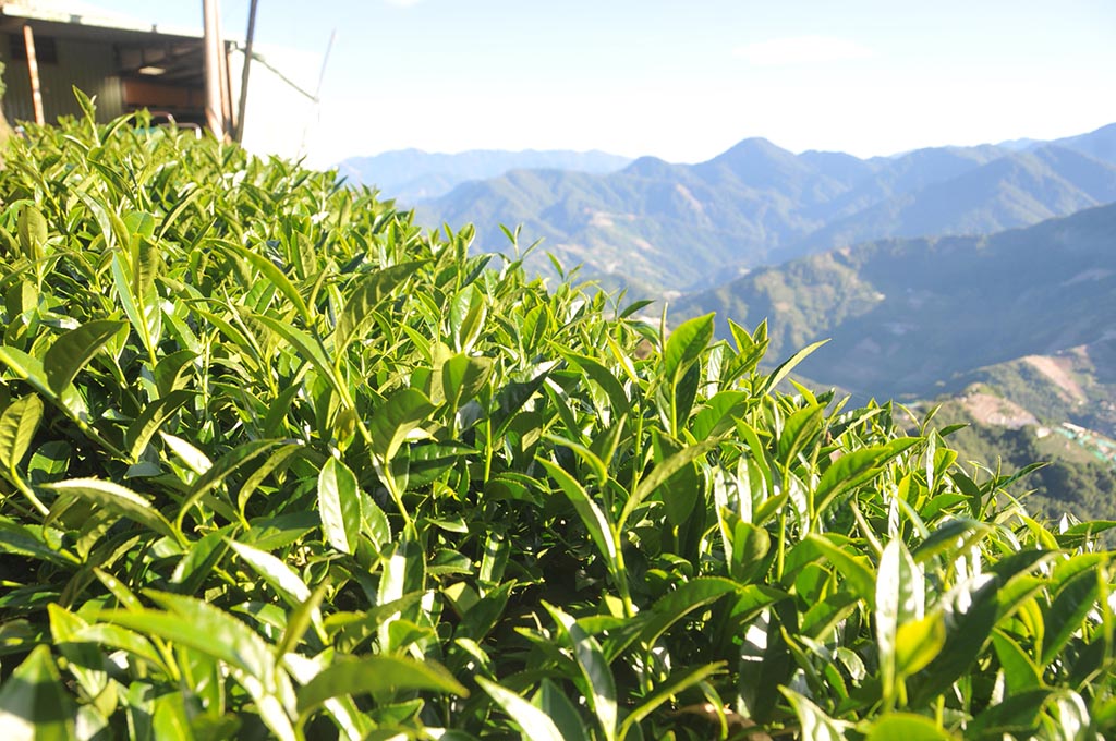 淘寶上的台式烏龍茶