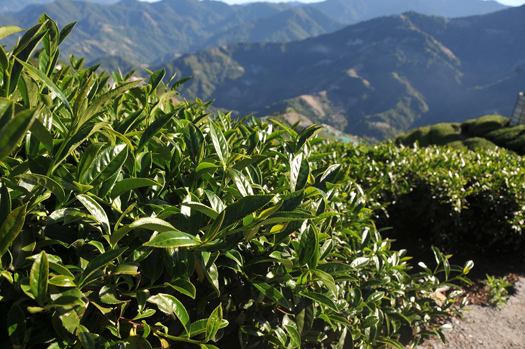 淘寶上的台式烏龍茶