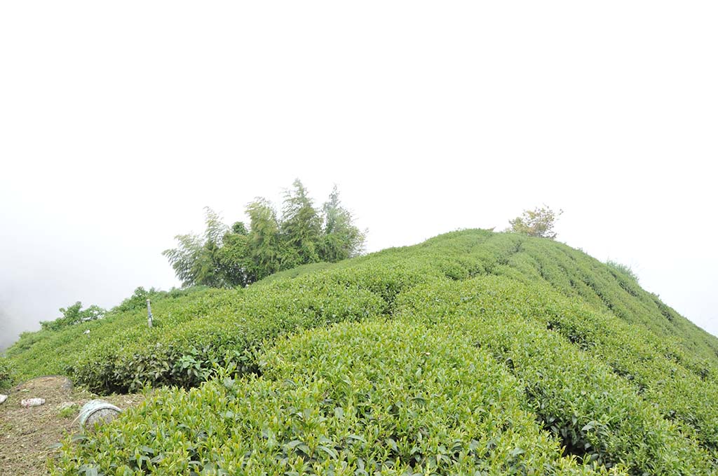 阿里山找二水茶