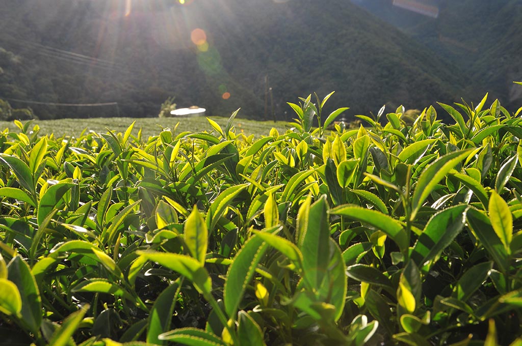 2022年翠峰冬茶生長採收狀況