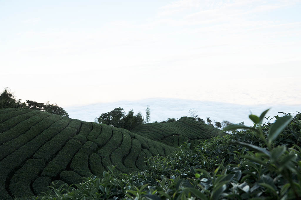 2022年龍鳳峽不動嶼冬茶生長採收狀況