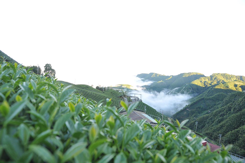 2022年龍鳳峽冬茶不動嶼冬茶即將上架